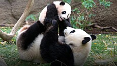 Medvdí diplomacie. Celkem má ína po svt rozmístny své pandy zhruba ve dvou...