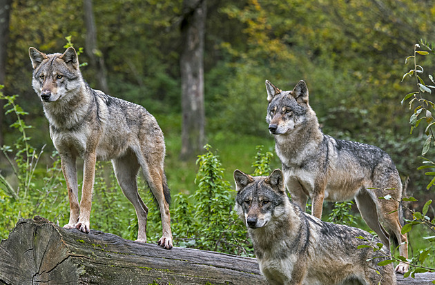 Je potřeba stále hledat cesty, jak eliminovat střety mezi lidskými aktivitami a vlky
