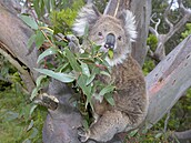Koala pasoucí se na listech eukalyptu