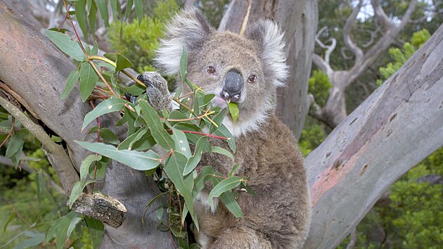 Koala pasouc se na listech eukalyptu