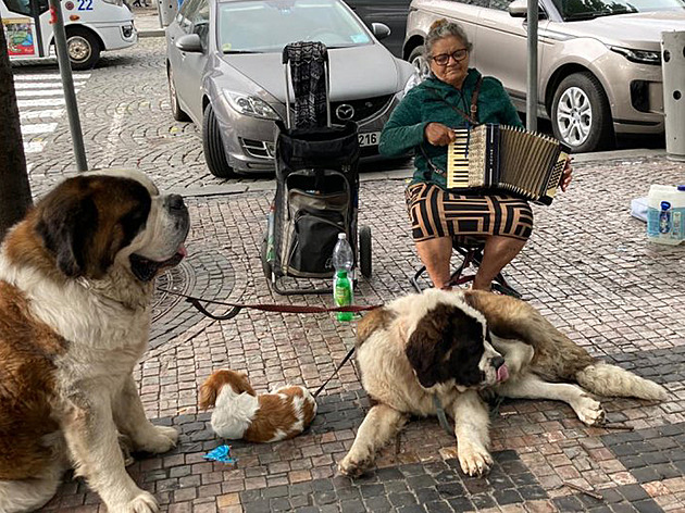 Žebrání či pouliční umělecká produkce se psem? Praha chystá přísné regule. „Do velkoměsta 21. století to nepatří“