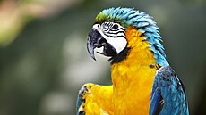 Mezi papou�ky je více levák�