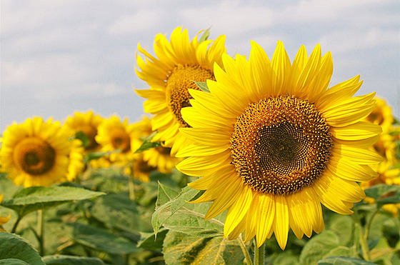 Slune�nice (ilustra�ní foto)