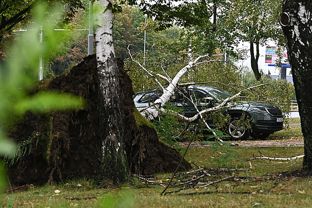 Nebezpečný strom z chodníku nepoznáte. Expert radí, jak se po povodních vypořádat s rizikem padajících kmenů