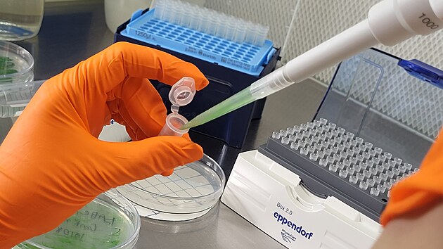 Vzkum mikrobiolog, pi kterm vystavili sinice podmnkm pipomnajcm kbelkovou vzvu.