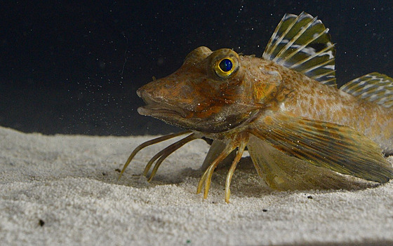 Prionotus carolinus.