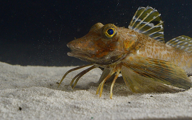 Podivná ryba má prsty jako vetřelec, hledá s nimi kořist na mořském dně. Co by na to řekl Kapitán Iglo?