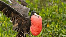 Fregatky lákají partnerky rudým vakem