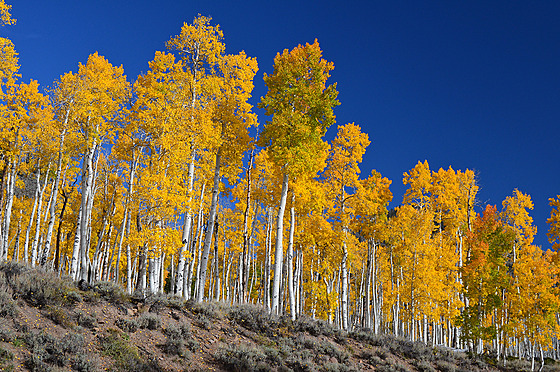 Pando, topol osikovitý.