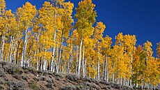 Pando, topol osikovitý.