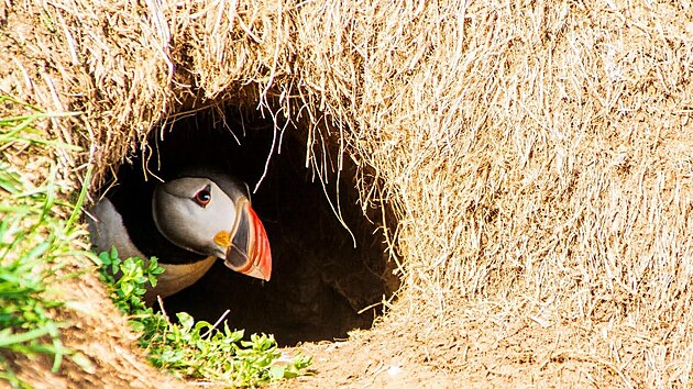 Za papuchalky se vyd�v�me do jejich hn�zdi�t� u p��stavu Borgarfjarðarh�fn � Island 2022. (