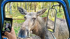 Opravdu moc jsme cht�li vid�t losa. Tak moc, �e jsme se nakonec vydali na losí...