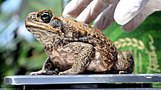 Ropucha obrovská je v Austrálii p�emno�ená.