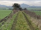 Podsedice
