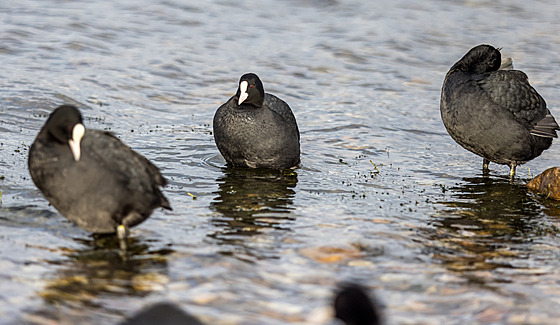 Lysky �erné jsou vcelku b�ný druh. Dají se potkat v celé Eurasii, Severní...