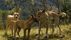 Dingové jsou potomci domácích ps�. P�i�li do Austrálie p�ed tisíci let s lidmi.