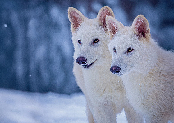 Mladí samci Romulus a Remus rostou jako z vody a jsou nápadní bílou srstí.