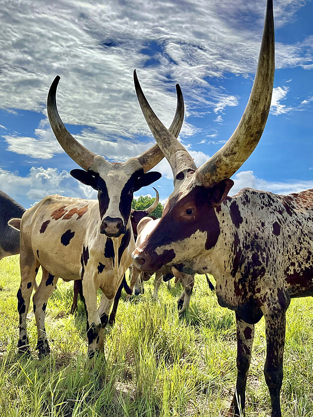 Krvy Ankole-Watusi (Bos taurus africanus). Kimbiji, Tanznie. Nebo tak...