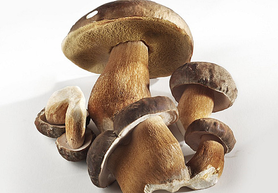 Houby (ilustra�ní foto)