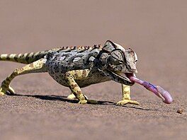 Chameleón je schopen vyst�elit jazyk na jedenap�lnásobek délky svého t�la....