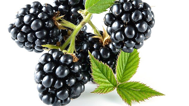 ostru�iny - ilustra�n� sn�mek