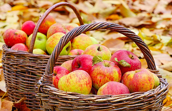 Jablkobraní - ilustra�ní foto.