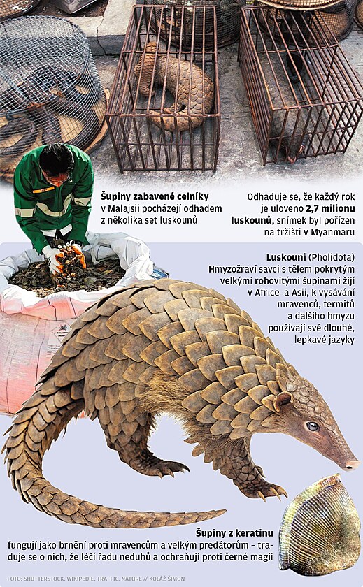 Odhaduje se, �e ka�d� rok je uloveno 2,7 milionu luskoun�. Sn�mek byl po��zen...