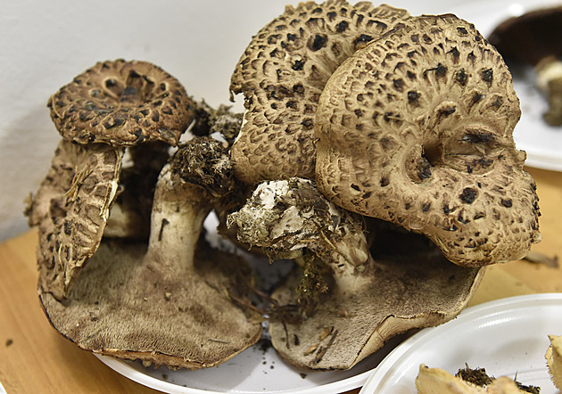 Když u houby rostou její příbuzné. Mykolog odtajnil, jak poznat houbové hotspoty