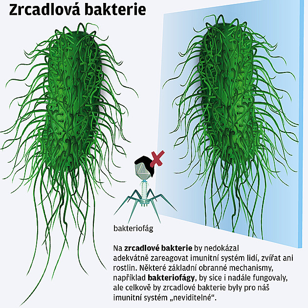 Zásadní objevy, nebo rizika? Zrcadlové bakterie představují neprobádané i nebezpečné území