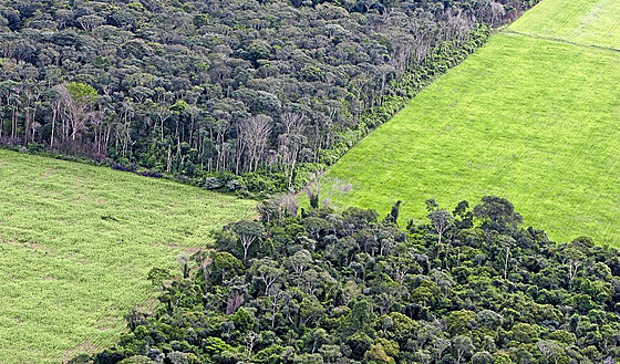 Jak Amazonie ustupuje sóji...