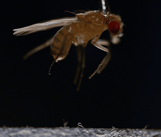 Červ používá k útoku na kořist vlečný paprsek. Nebo alespoň něco podobného
