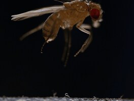 Miniaturní �ervi se p�ipravují ke skoku na mouchu