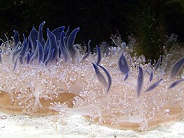 Med�za ko�enústka pob�e�ní, Cassiopea andromeda