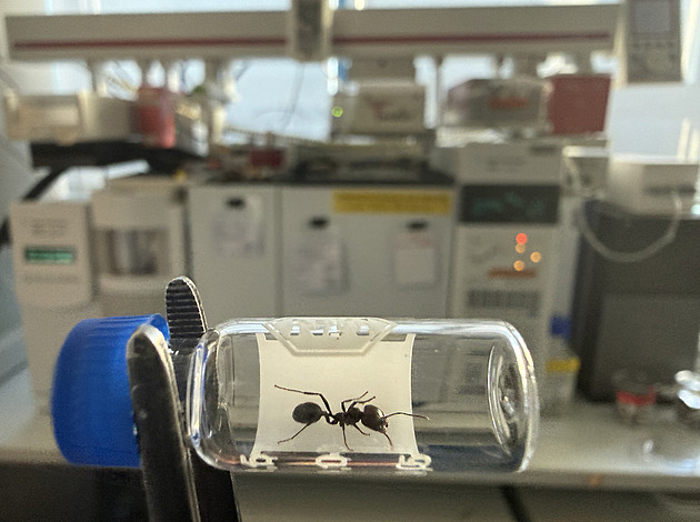 Znečištění vzduchu rozbilo čichový kód mravenců. Vyvolalo občanskou válku