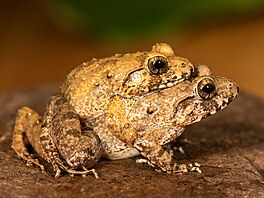 Pá�ení �ab Minervarya charlesdarwini