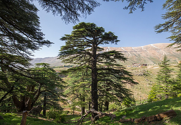 Kam až vynést cedr v Libanonu? Nejdřív na vlajku a pak kvůli klimatu do stále větších výšek