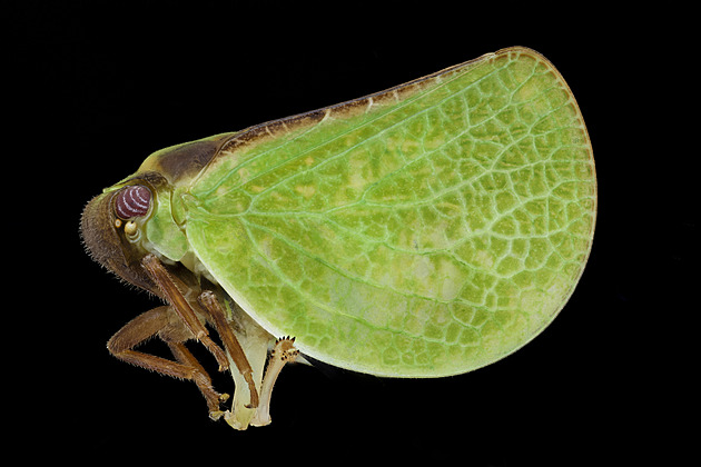 Genom bakterie sídlící v buňkách hmyzu má jen 50 000 písmen. Je to rekord