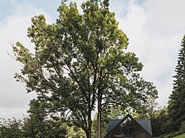 Chalupa ve stráni v Krkono�ích.