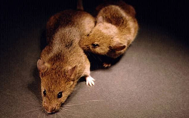 Hantavirus: Příznaky, jak se nákaza šíří a kde nejvíc hrozí v Česku