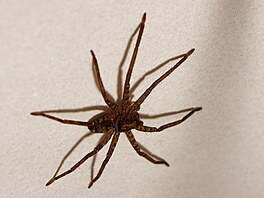 Maloo�ka Heteropoda jugulans