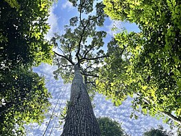 Strom z �eledi dvojk�ídlá�ovité na Borneu s lany na �plhání.