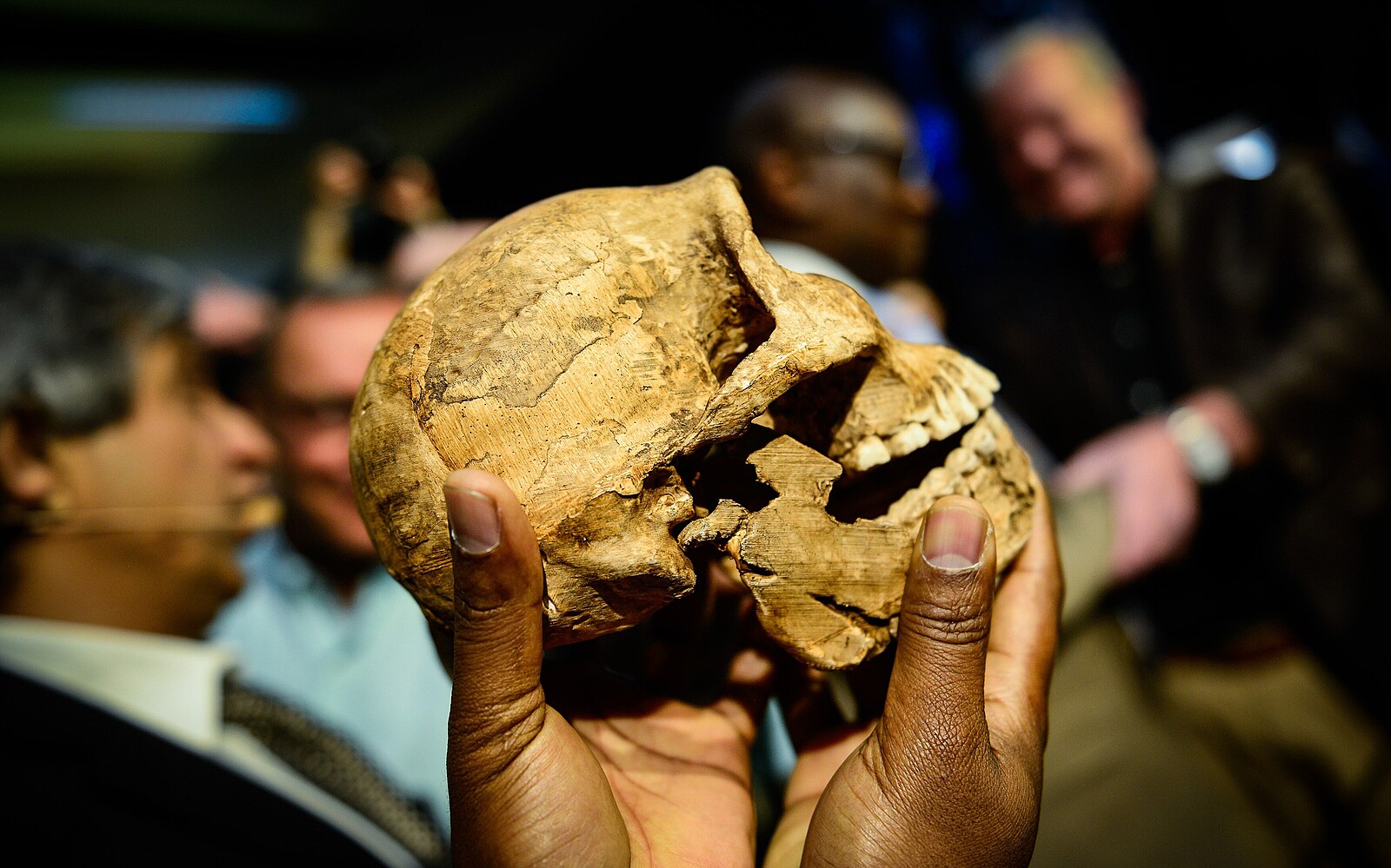 Pohřbívali jen ženy, muži nejsou k nalezení. Příběh pravěkého Homo naledi motá vědcům hlavu
