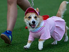 Corgi se b�hem mezinárodní závodu ve Vilniusu ú�astnili i módní p�ehlídky, 15....