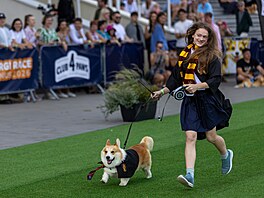 Módní p�ehlídka b�hem mezinárodního závod� corgi� ve Vilniusu, 15. srpna 2026.