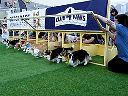 Start závodu corgi� ve sprintu, 15. srpna 2026.