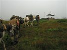 V roce 2002 nasadila nmeck armda muly a mezky k zsobovn kontrolnch...