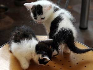 koťata černobílá
