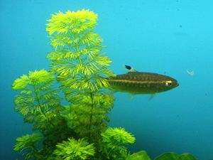ryba s rostlinou