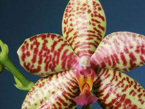 Vstava orchidej (Phal. Schwott)