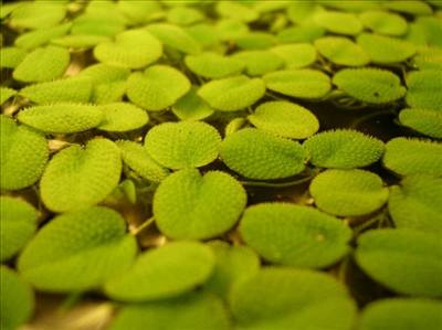 salvinia